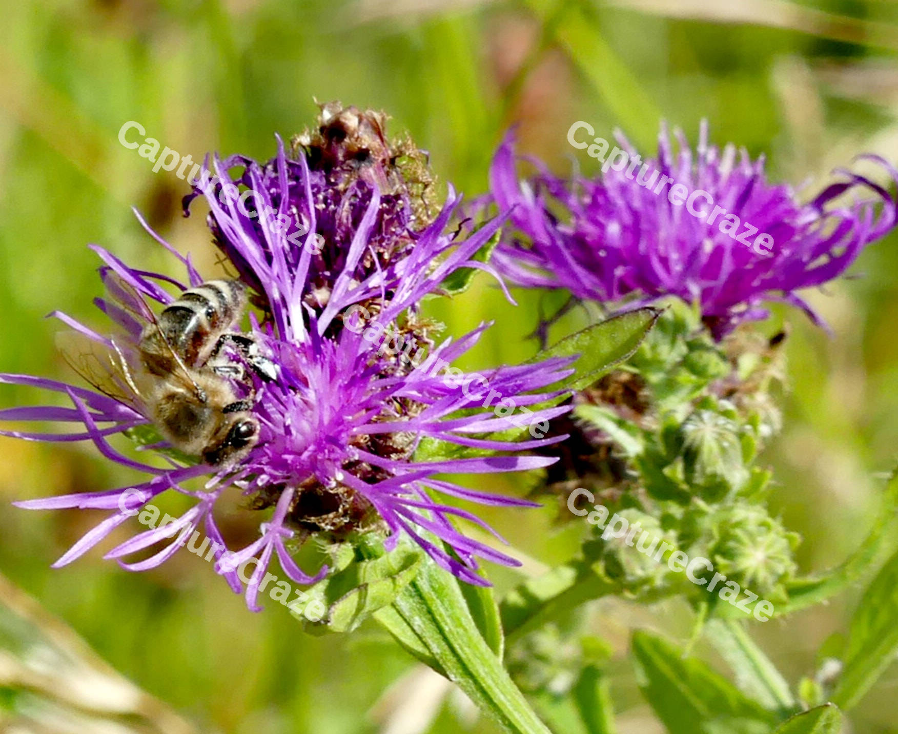 Purple Knapweed Flower